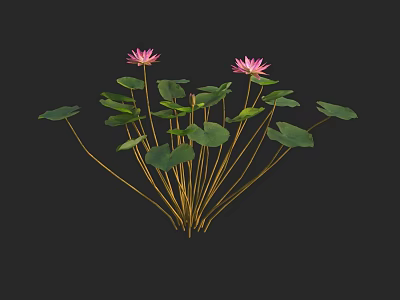 Beautiful Pink Water Lilies with Green Leaves and Golden Stems on Black Background 3d model