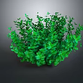 Lush Green Plant With Dense Leaves And Vigorous Growth Features