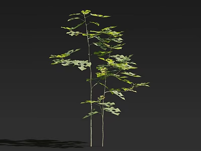 Arbor with Lush Green Foliage Slender Trunks Fresh Leaves and Upright Growth 3d model