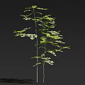 Arbor with Lush Green Foliage Slender Trunks Fresh Leaves and Upright Growth