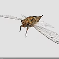 Cicada With Transparent Spotted Wings And Striped Body On Gray Background
