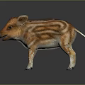 Cute Orange Brown Striped Piglet With White Legs Standing On Reflective Background