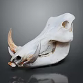 Animal Skull Display With Curved Horns And Detailed Skeletal Structure On Dark Background