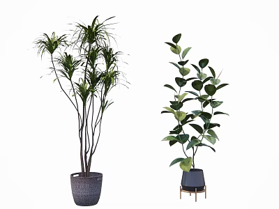 Bonsai Potted Plants With Long Leaves And Wide Foliage In Ceramic Pots And Metal Stands 3d model