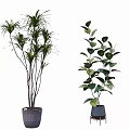 Bonsai Potted Plants With Long Leaves And Wide Foliage In Ceramic Pots And Metal Stands