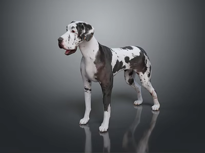 Great Dane Dog With Black And White Spotted Coat Standing On Grey Background With Reflection 3d model