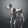 Great Dane Dog With Black And White Spotted Coat Standing On Grey Background With Reflection