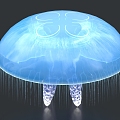 Moon Jellyfish Sea Moon Jellyfish Jellyfish Luminous Jellyfish Marine Life 3d model