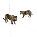 Two Spotted Leopards Standing On White Background In Wildlife