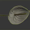 White Anthurium Plant With Green Stem On Dark Background Showing Reflection 3d model