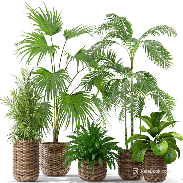 Indoor Potted Plants with Various Green Leafy Species in Woven Baskets and Planters 3d model 