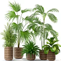 Indoor Potted Plants with Various Green Leafy Species in Woven Baskets and Planters