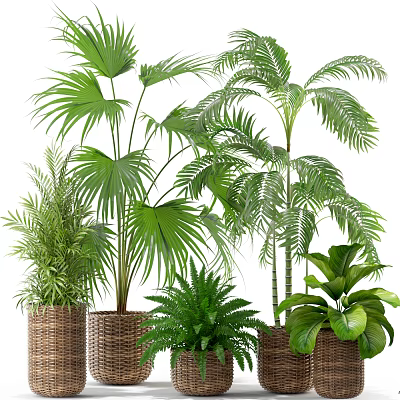 Indoor Potted Plants with Various Green Leafy Species in Woven Baskets and Planters 3d model