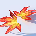 Two Red and Yellow Maple Leaves Featuring Distinct Veins on Light Background with Shadows 3d model