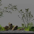 Courtyard Garden Design With Lush Green Trees Stones Gravel Ground And Bushes