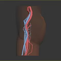 3D Model Of Human Lower Limb Vascular Organ System Showing Arteries And Veins Distribution