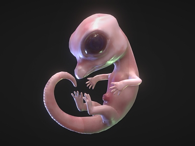 crocodile embryo crocodile embryo fetus model