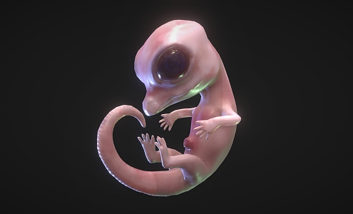 crocodile embryo crocodile embryo fetus 3d model