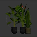 Various Indoor Potted Plants with Green Leaves and Colorful Flowers in Ceramic Pots