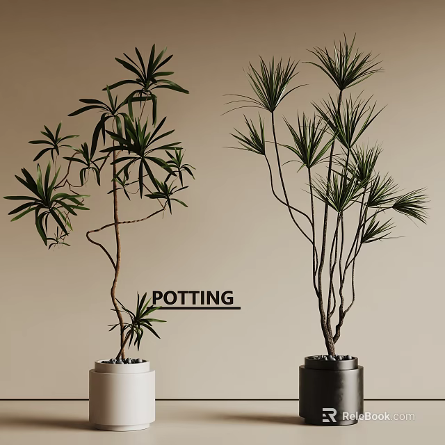 Bonsai Plants With Slender Branches Green Foliage In Decorative Pots For Indoor Decor 3d model 