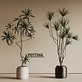 Bonsai Plants With Slender Branches Green Foliage In Decorative Pots For Indoor Decor