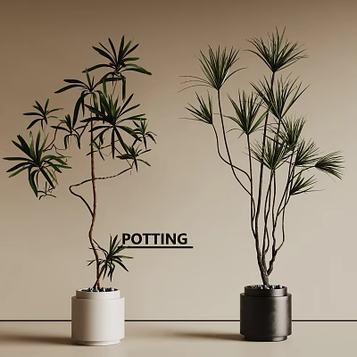 Bonsai Plants With Slender Branches Green Foliage In Decorative Pots For Indoor Decor 3d model