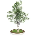 Arbor With Green Leaves In Circular Planter With White Edge Green Grass And Stone
