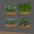 Crops Growing in Wall Mounted Wooden Planters with Fresh Tomato Eggplant and Garlic