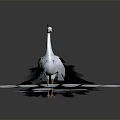 Modern Peacock White Peacock 3d model