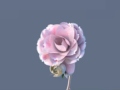Delicate Pink And White Gradient Flower With Layered Petals Unopened Bud Slender Stem Gray Background 3d model