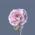 Delicate Pink And White Gradient Flower With Layered Petals Unopened Bud Slender Stem Gray Background