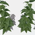 Three Green Leafy Plants Of Different Sizes With Lush Fresh Foliage