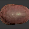 modern turtle shell chicken turtle chicken turtle shell turtle shell 3d model