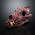 Medical Device Animal Skull Anatomical Model With Detailed Structure For Veterinary Teaching And Research