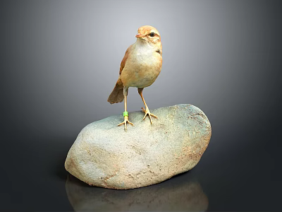 Small Brown Bird Standing On Rock With Yellow Feet And Green Leg Band 3d model