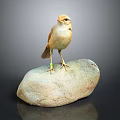 Small Brown Bird Standing On Rock With Yellow Feet And Green Leg Band