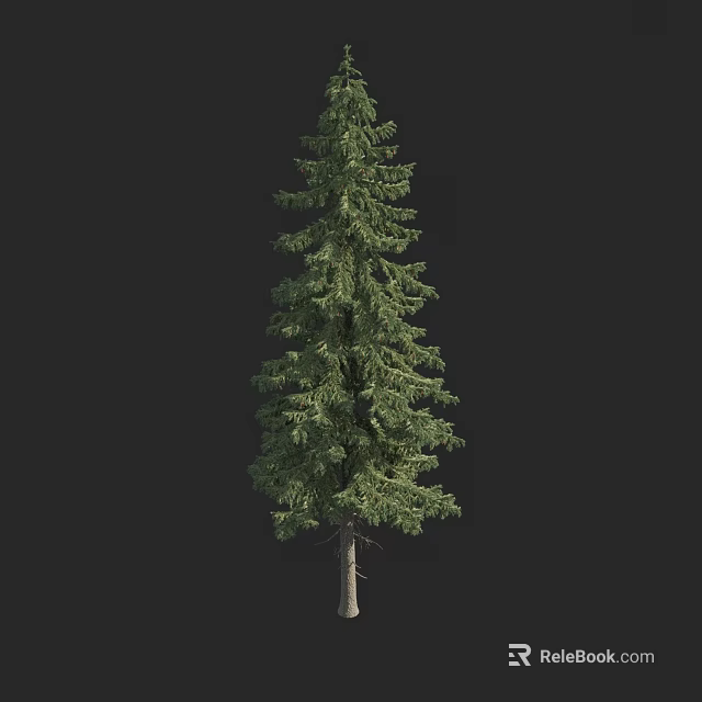 Tall Evergreen Arbor with Lush Green Foliage Isolated on Black Background 3d model 