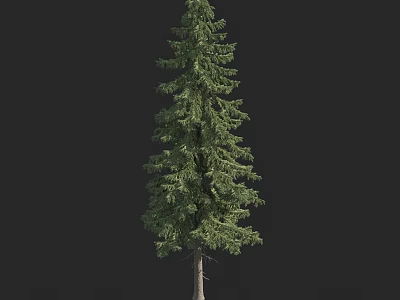 Tall Evergreen Arbor with Lush Green Foliage Isolated on Black Background 3d model