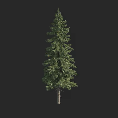 Modern European Spruce Norway Spruce Large Fir Pine 3d model Modern European Spruce Norway Spruce Large Fir Pine 3d model