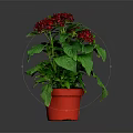 Potted Plant With Red Flowers And Green Leaves In Red Pot