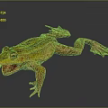 Yellow Striped Frog With Open Mouth And Webbed Feet On Dark Background