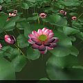 Beautiful Pink Lotus Flowers With Green Lily Pads In Serene Pond Scenery