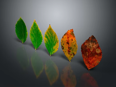 Gradual Color Changing Leaves Arranged From Green To Red On Gray Background With Reflections 3d model