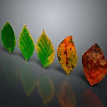 Gradual Color Changing Leaves Arranged From Green To Red On Gray Background With Reflections