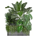 Lush Green Bonsai Potted Plants With Large Monstera Leaves And Palm Foliage