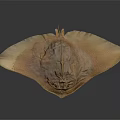 Brown Flat Stingray Specimen Featuring Yellow Wing Like Fins On Dark Background