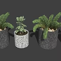 Potted Bonsai Plants With Gray Textured Speckled Pots And Lush Green Leaves