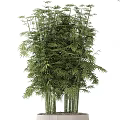 Lush Bamboo Bonsai Plant with Tall Stems and Green Leaves in Textured Pots