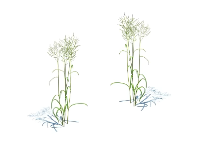 Tall Green Grass Plants With Slender Stems And Blue Flowers Design 3d model