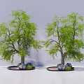 Green Leafy Arbor with Thick Trunks Stones and Small Shrubs on Circular Base